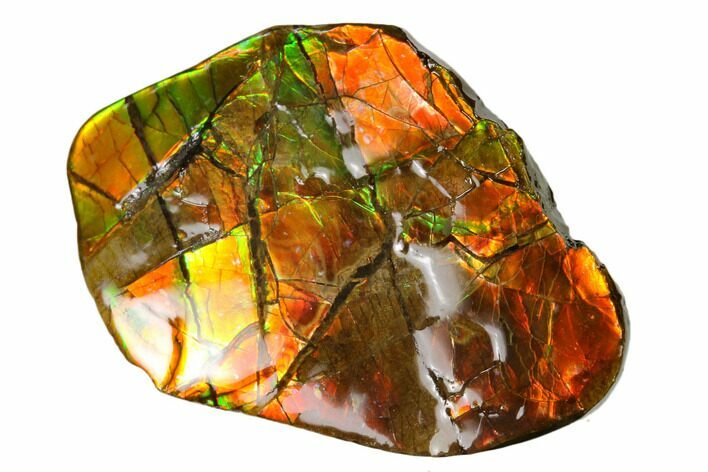 Iridescent Ammolite (Fossil Ammonite Shell) - Alberta, Canada #156798